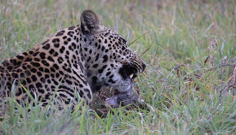 Leopard, Kofu frisst Hasen - Mpala