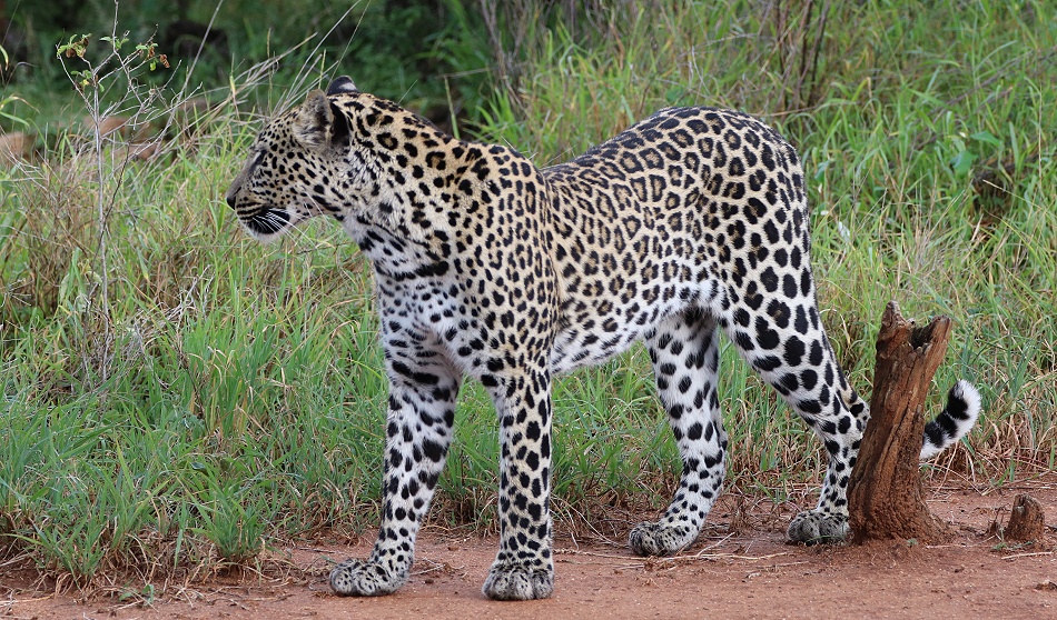 Leopard, Giza Sohn Nyota, Mpala