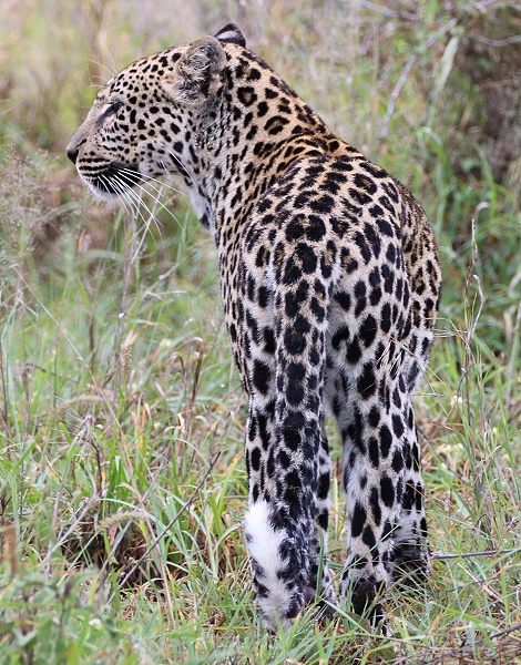 Leopard, Giza Sohn Nyota, Mpala