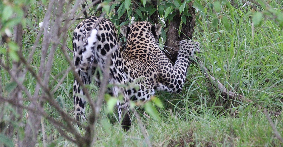 Leopard, Giza Sohn Nyota, Mpala