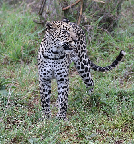 Leopard, Giza Sohn Nyota, Mpala