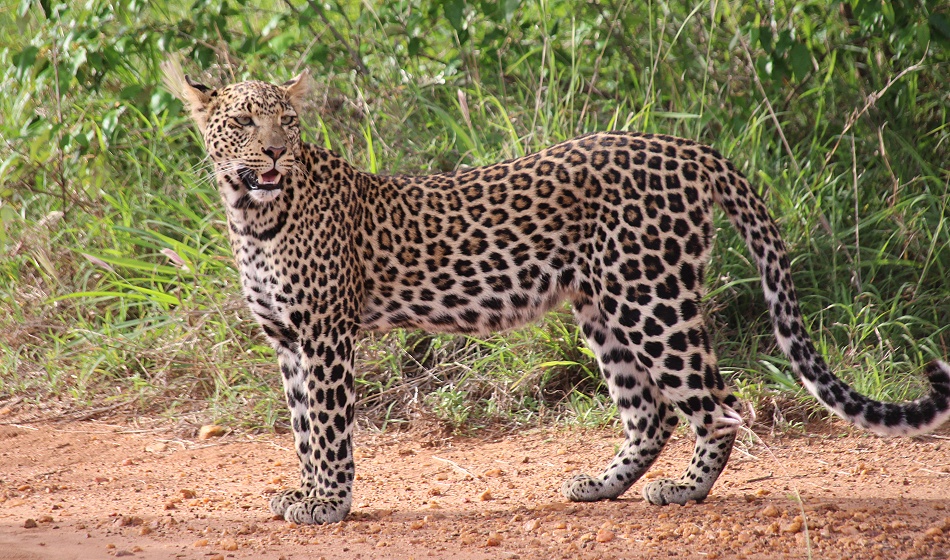 Zawadi, Tochter von Giza der schwarzen Leopardin
