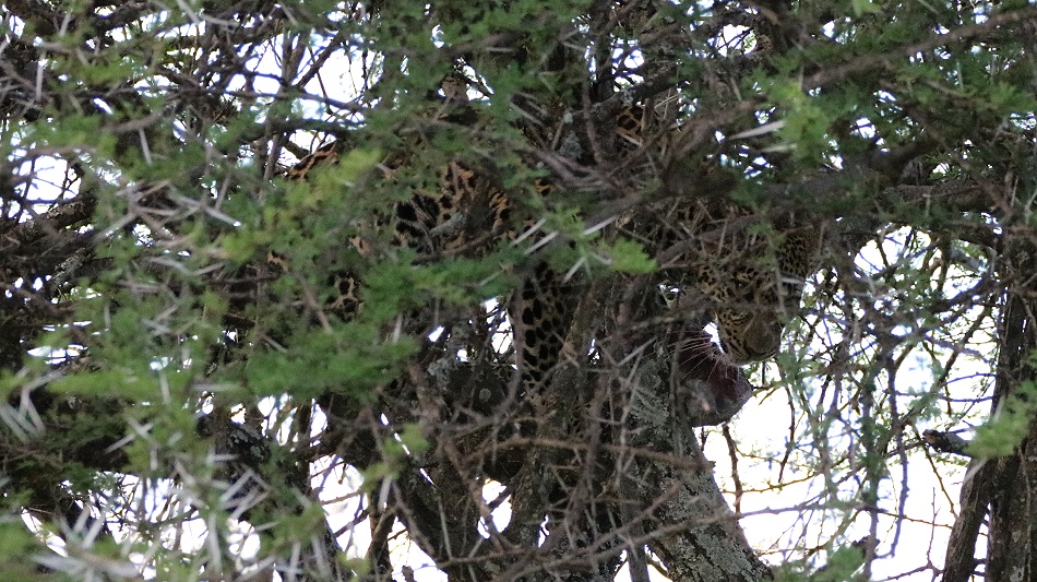 Zawadi, Tochter von Giza frisst Dikdik