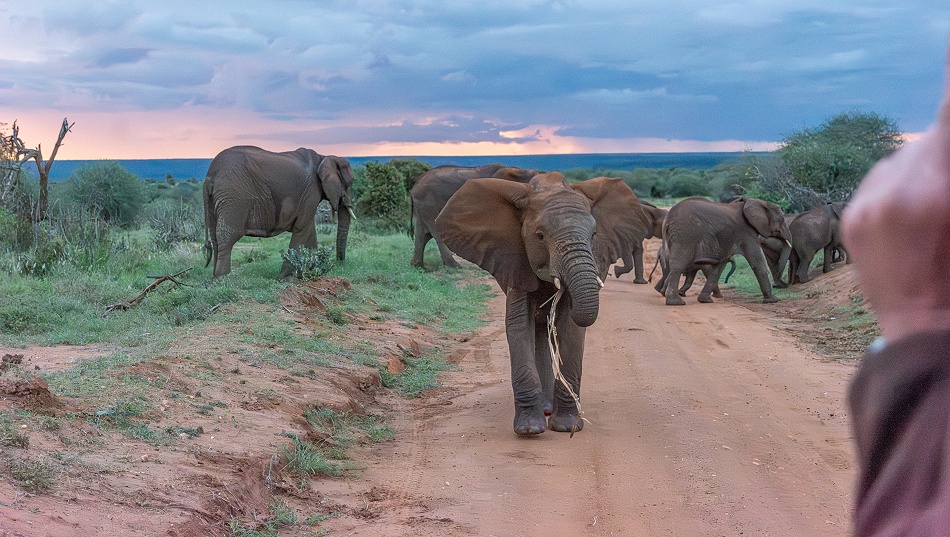 nerv&ouml;se rote Elefanten in Laikipia