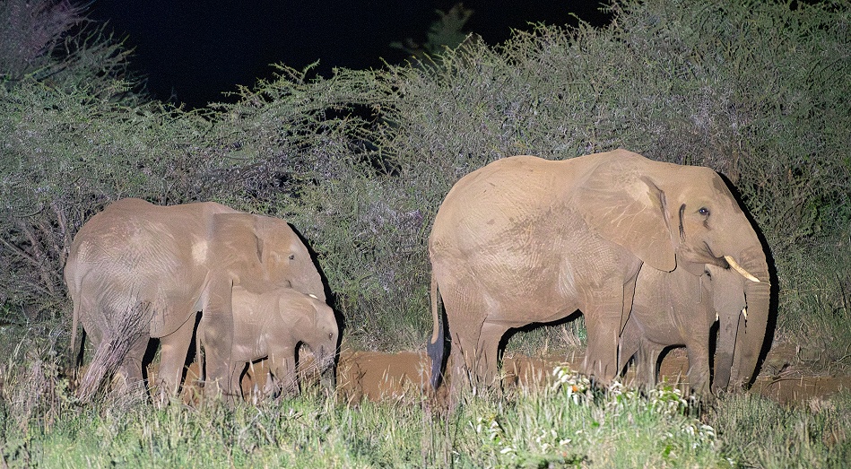 laikipia Elefanten