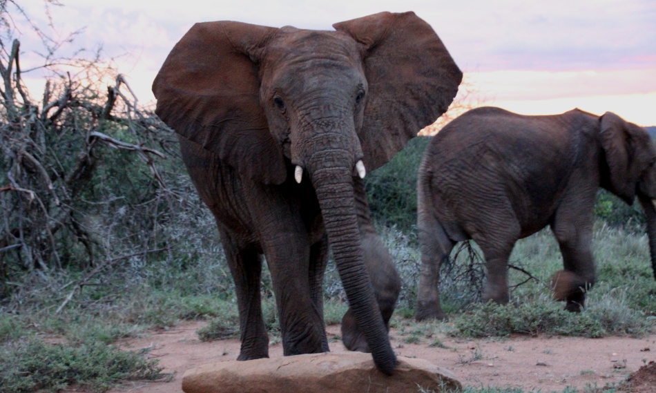 nerv&ouml;se rote Elefanten in Laikipia