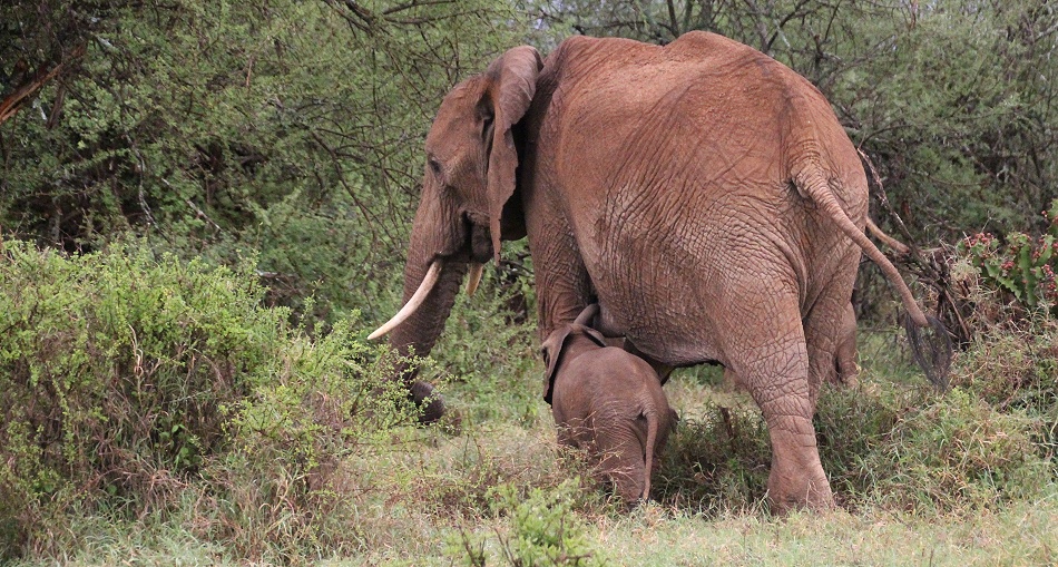 rote Elefanten am Morgen in Laikipia
