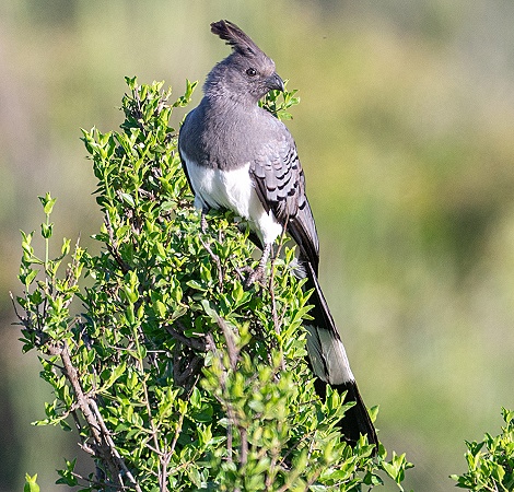 Go awy bird, Weissbauchl&auml;rmvogel