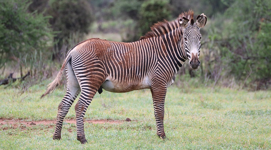 Grevy Zebra
