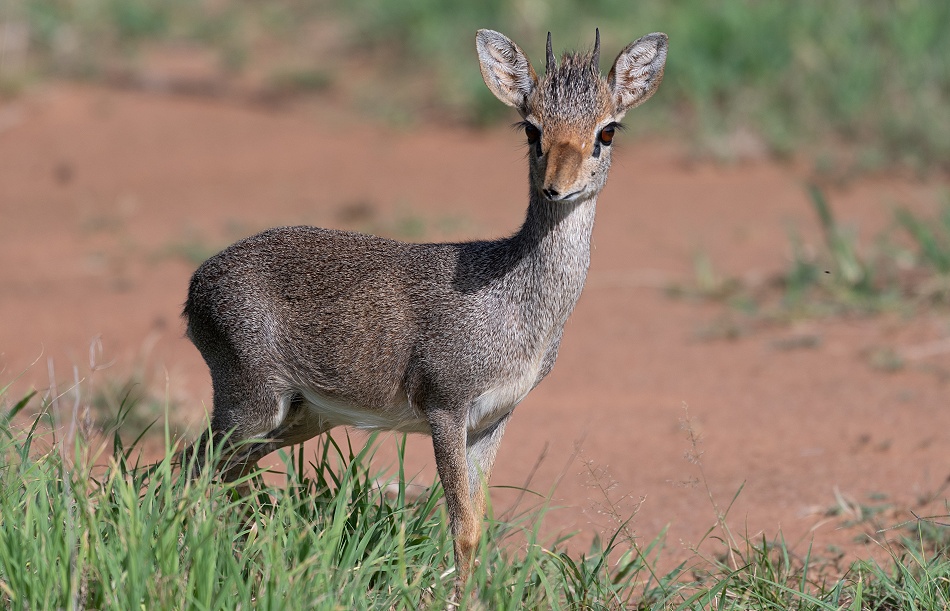 G&uuml;nthers Dikdik
