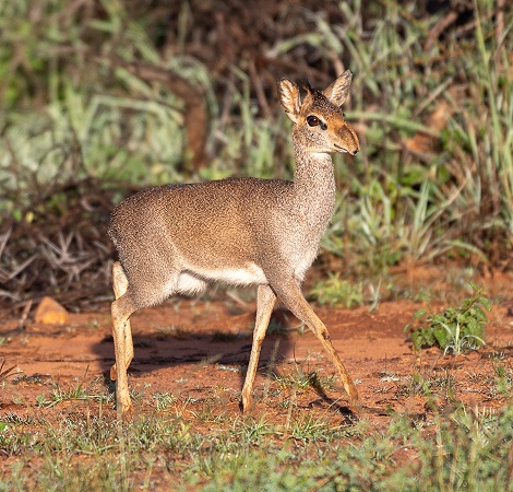 G&uuml;nthers Dikdik