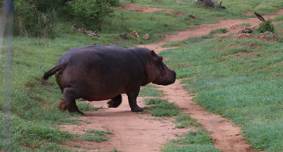 Flusspferd in Laikipia