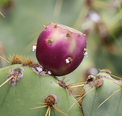 Kaktusfrucht