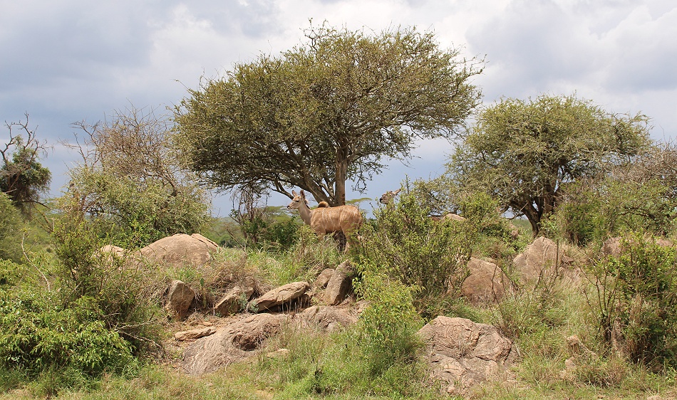 Laikipiia, Gro&szlig;e Kudus