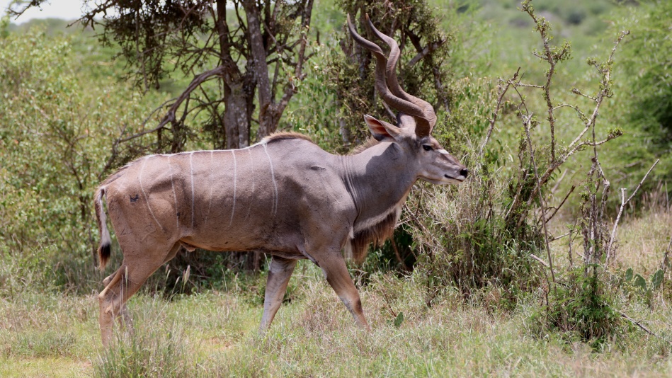 Gro&szlig;er Kudu