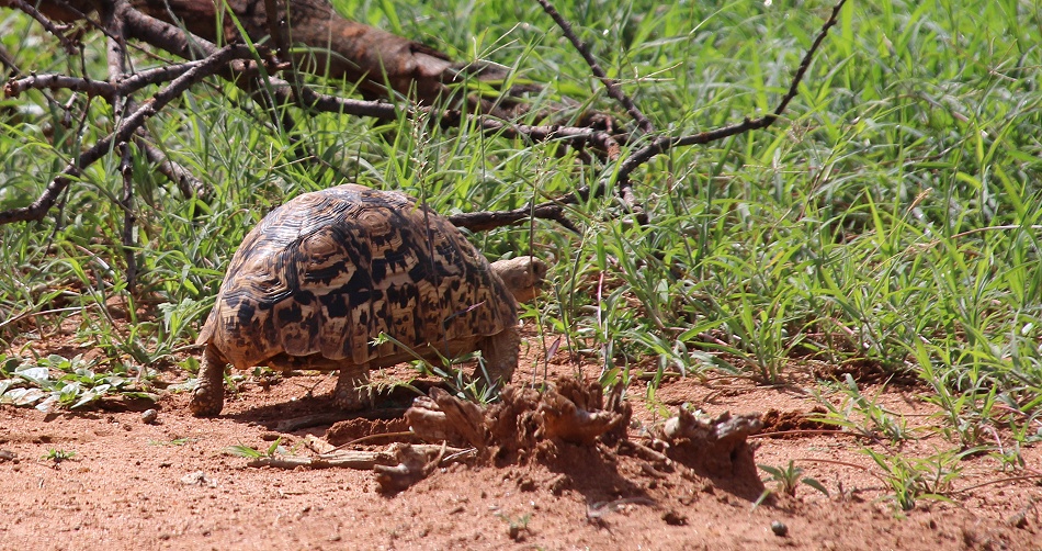 Leopardschildkr&ouml;te