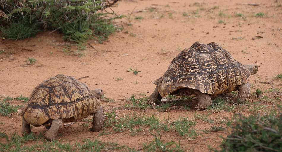 Laikipia Leopardschildkr&ouml;ten
