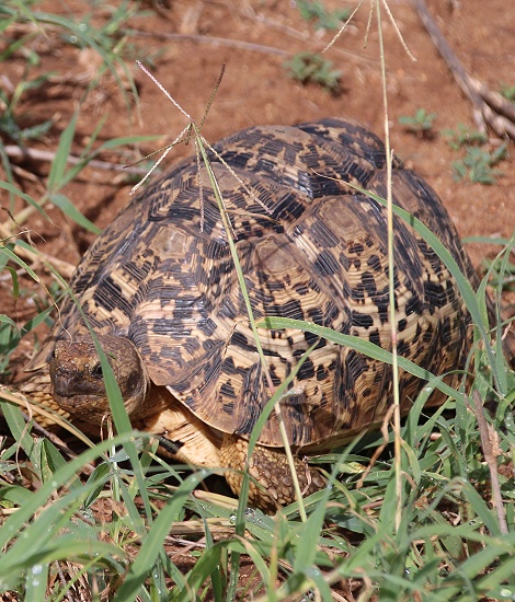 Leopardschildkr&ouml;te