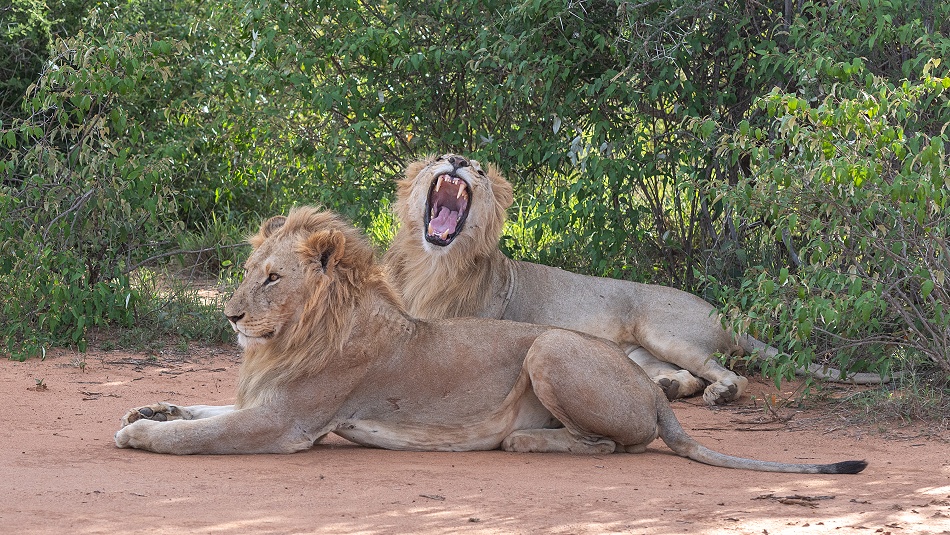 L&ouml;wen in Gizas Revier