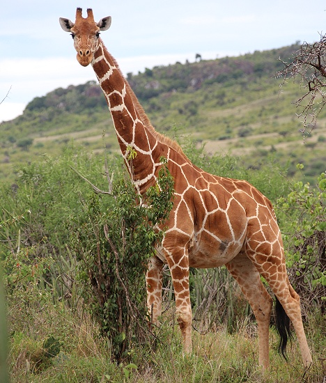 Netzgiraffe