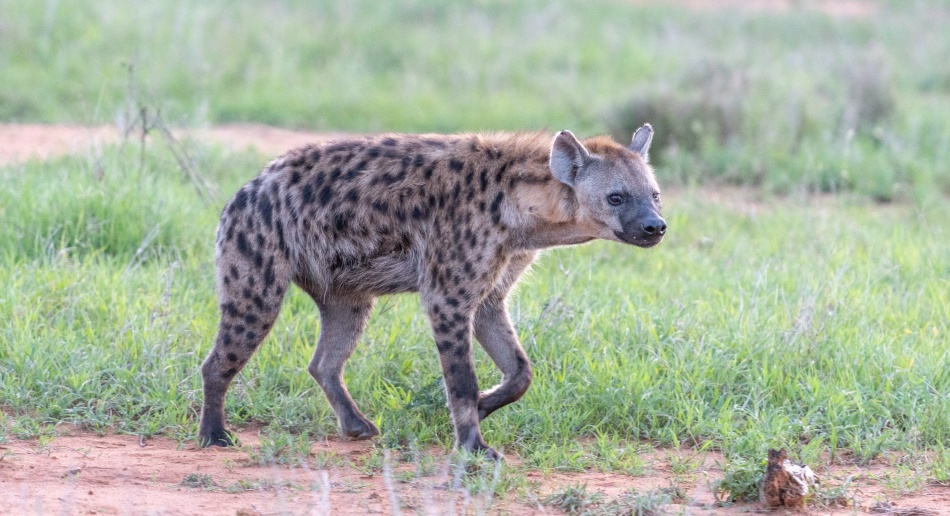 T&uuml;pfelhy&auml;ne im Leoparden Revier