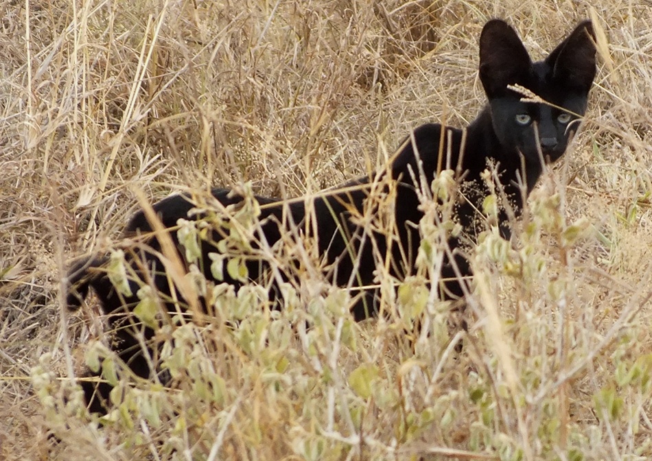 Schwarzer Serval im Lumo Conservancy