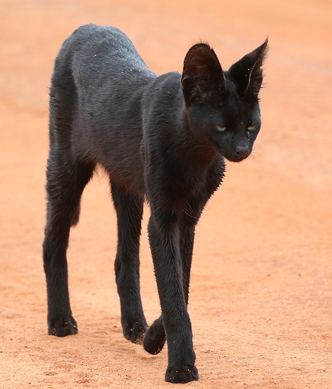 Black Serval - Kivuli, Lumo Conservancy