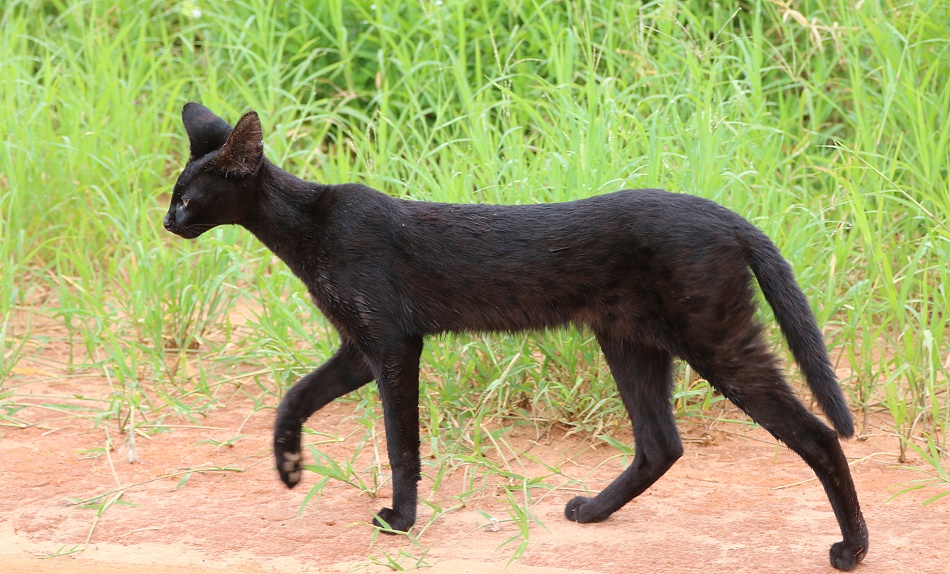 Black Serval - Kivuli, Lumo Conservancy