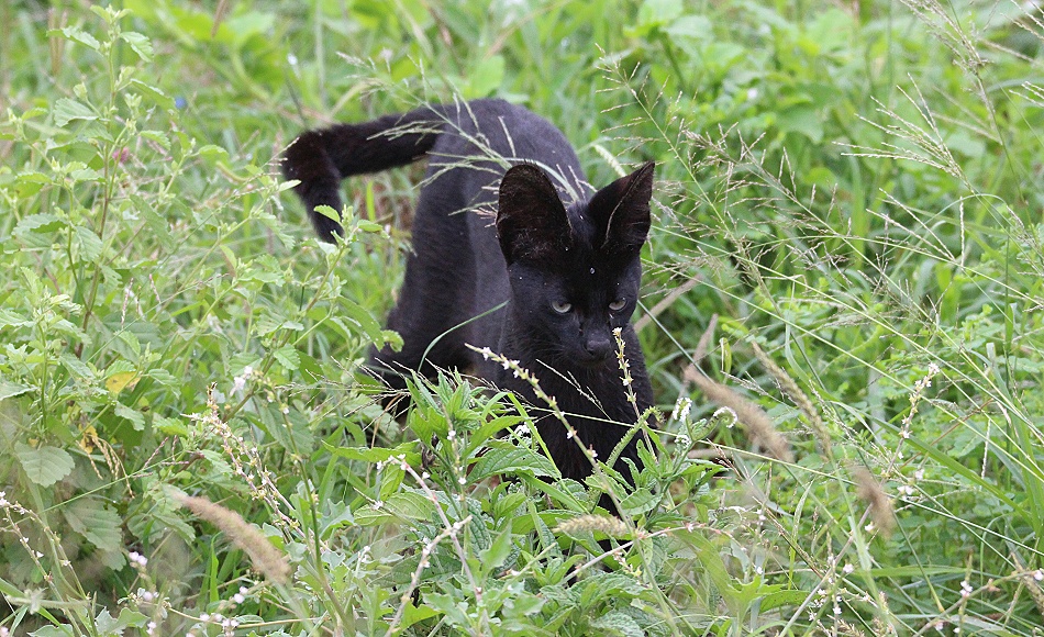 Black Serval - Kivuli, Lumo Conservancy