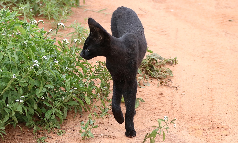 Black Serval - Kivuli, Lumo Conservancy