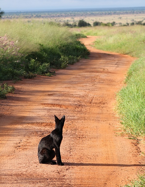 Black Serval Kivuli jagt M&auml;use, Lumo Conservancy