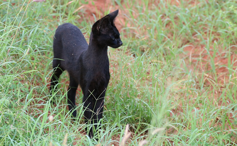 Black Serval Kivuli jagt M&auml;use, Lumo Conservancy