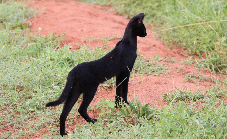 Black Serval Kivuli jagt M&auml;use, Lumo Conservancy