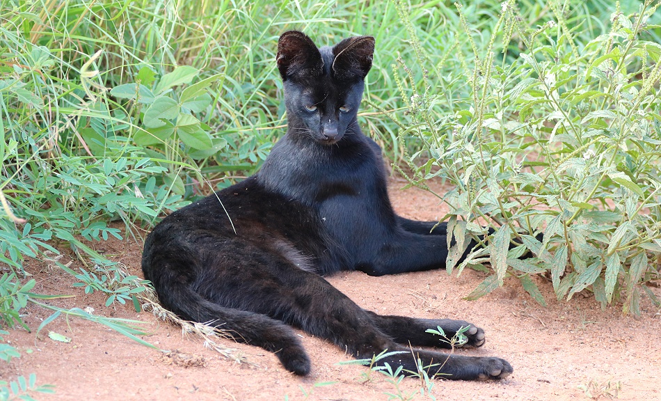 Black Serval Kivuli jagt M&auml;use, Lumo Conservancy
