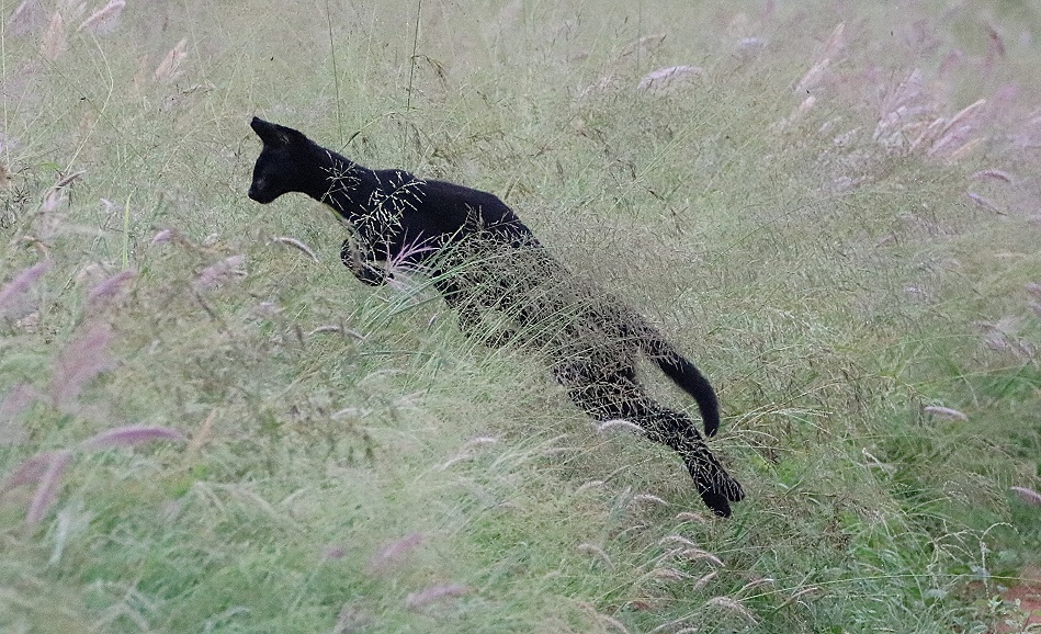 Black Serval Kivuli jagt M&auml;use, Lumo Conservancy