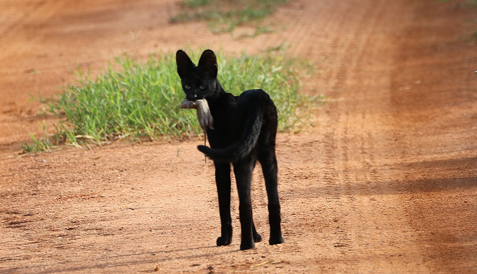 Black Serval Kivuli jagt M&auml;use, Lumo Conservancy