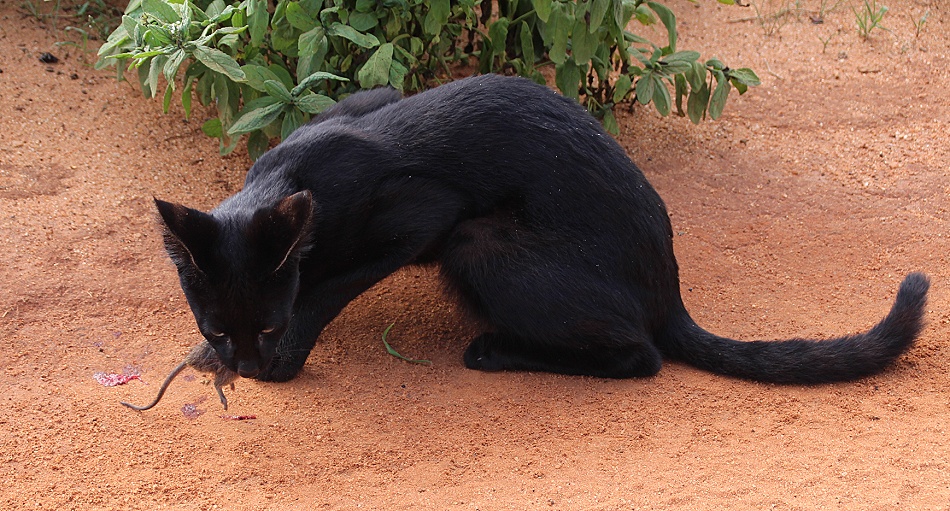 Black Serval Kivuli jagt M&auml;use, Lumo Conservancy