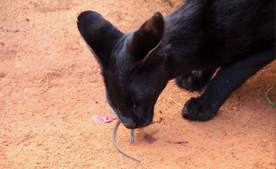 Black Serval Kivuli jagt M&auml;use, Lumo Conservancy