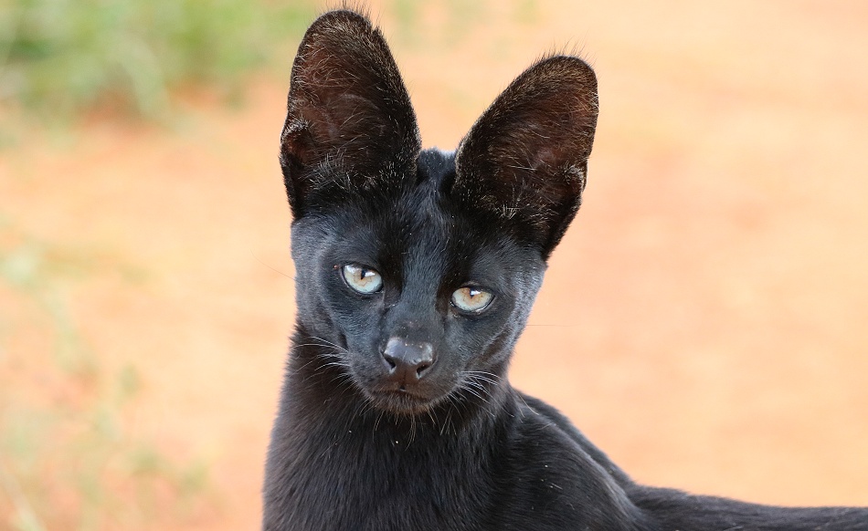 Black Serval Kivuli ganz entspannt in unserer N&auml;he