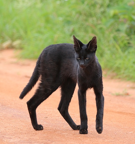 Black Serval - Kivuli, Lumo Conservancy