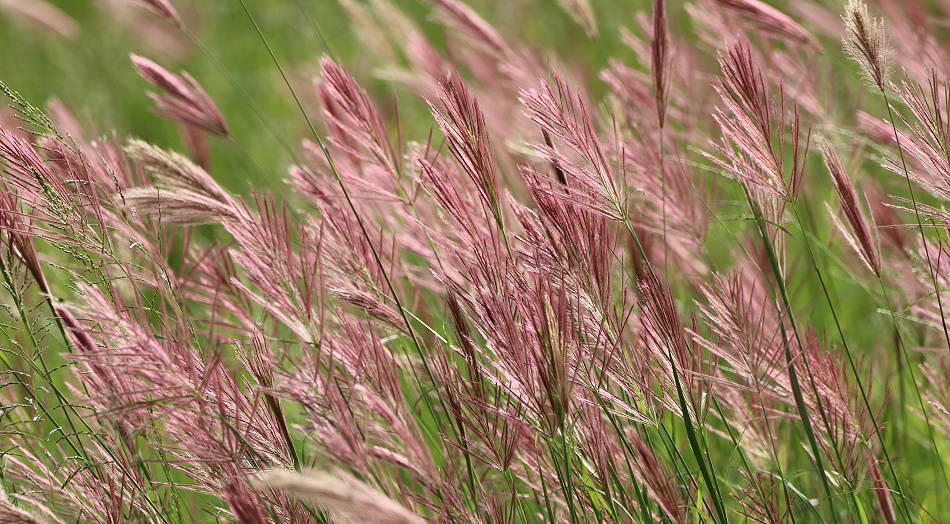 bl&uuml;hendes Gras im Lumo Conservancy