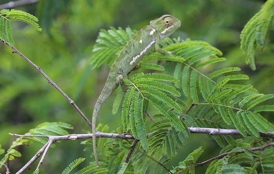 Fleckencham&auml;leon im Lumo Conservancy