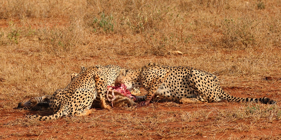 Gepardenmutter mit 3 fast erwachsenen Jungen erbeutet Zebrafohlen