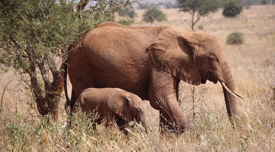 rote Tsavo Elefanten