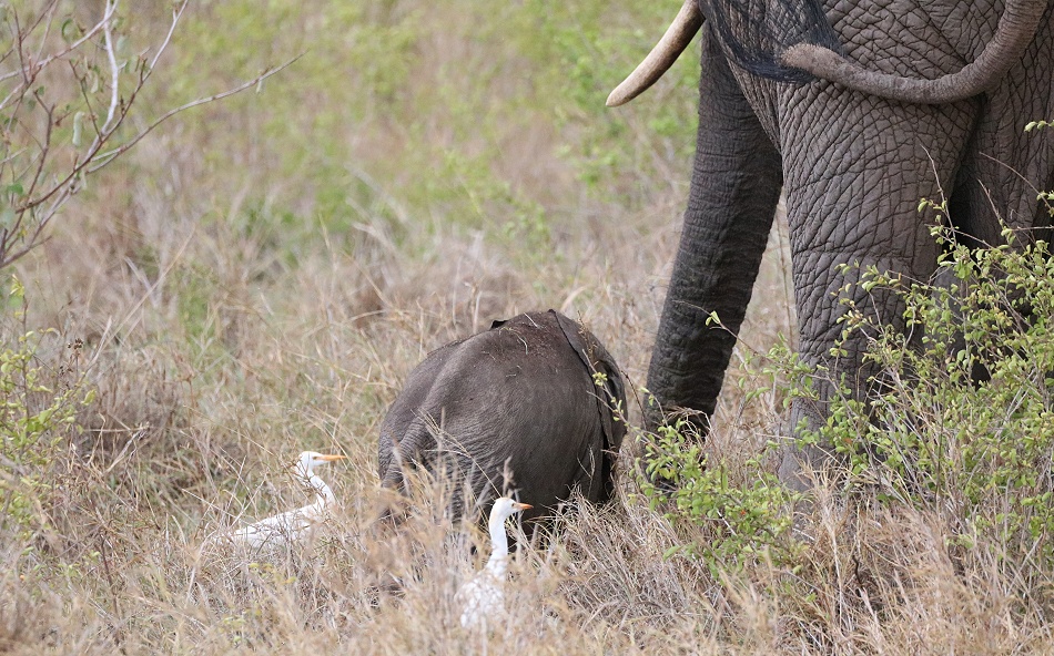rote Tsavo Elefanten