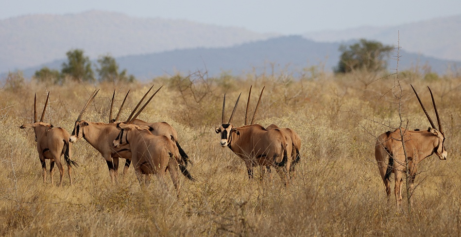 Fransenohroryx