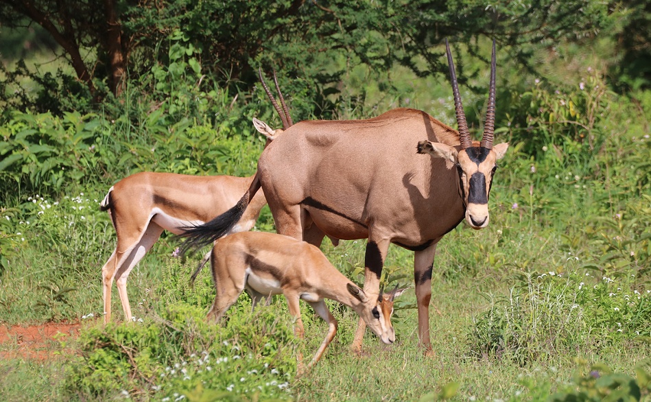 Fransenohroryx