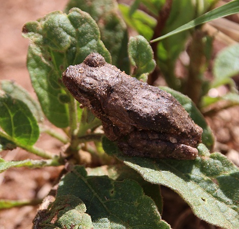 Grauer Baumfrosch
