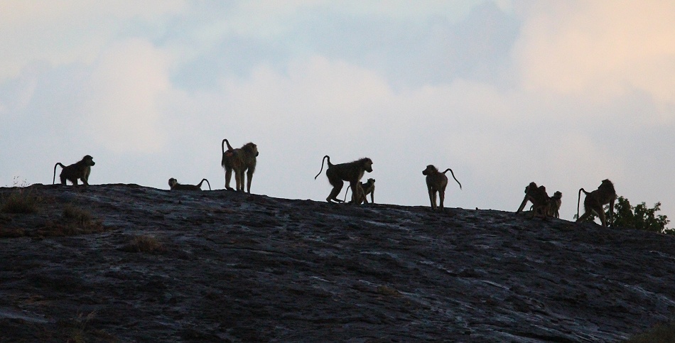 Gelbe Paviane am Lions Rock