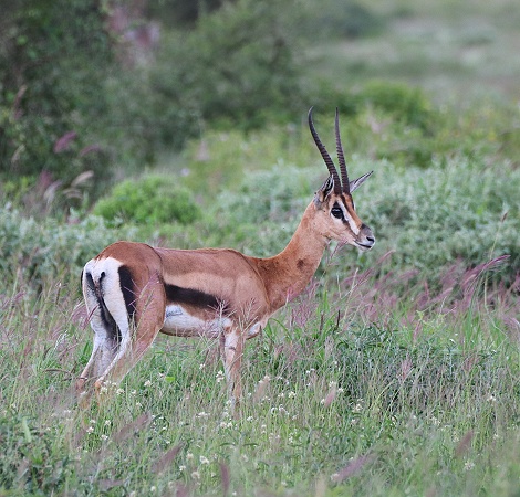 S&uuml;dliche Grantgazelle